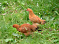 120px-Gallus gallus pulcini.jpg