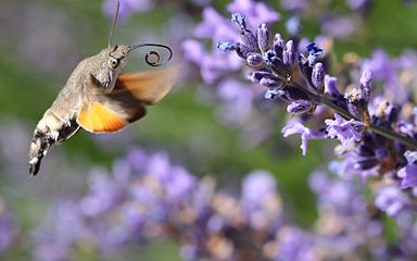 Macroglossum stellatarum in flight near lavender.jpg