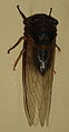 AustralianMuseum cicada specimen 53.JPG