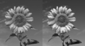 Sunflower convolution.png