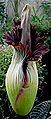 398px-Titan arum.752.jpg