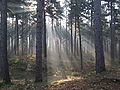Crepuscular rays in the woods of Kasterlee, Belgium.jpg