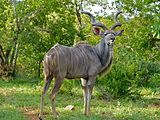 Greater Kudu (Tragelaphus strepsiceros) (11802253775).jpg