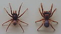 AustralianMuseum spider specimen 12.JPG