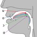 Cardinal vowel tongue position-back.png