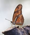 Dryas iulia, Mariposario de Icod de los Vinos, Tenerife, España, 2012-12-13, DD 01.jpg