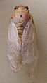 AustralianMuseum cicada specimen 36.JPG