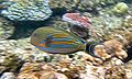 Acanthurus lineatus Flynn Reef.jpg