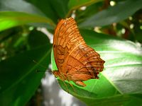 Butterfly vindula arsinoe.jpg