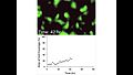 File:Dynamic-Nondestructive-Imaging-of-a-Bioengineered-Vascular-Graft-Endothelium-pone.0061275.s001.ogv