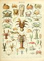 Adolphe Millot crustaces.jpg