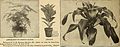 Book for florists - fall bulbs Dutch, French and American evergreen and deciduous trees shrubs, hardy plants, florists' supplies (1918) (14591248890).jpg