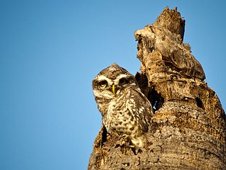 Indian spotted owlet.jpg