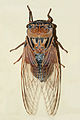 AustralianMuseum cicada specimen 47.JPG