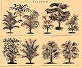 Brockhaus and Efron Encyclopedic Dictionary b44 658-2.jpg