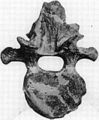 Ankylosaurus neck vertebra.jpg