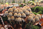 Glimmer-Tintling Coprinellus micaceus.jpg