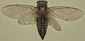 AustralianMuseum cicada specimen 67.JPG