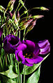 Eustoma grandiflorum purple 02.jpg