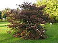 Viburnum davidii.Düsseldorf.1.jpg