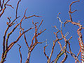 Ocotillo 02.jpg