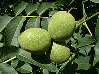 Juglans regia 2009 G2.jpg