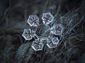 Snowflake macro photography 2.jpg