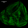 SUM 110413 All-Tropomyosins-2.png