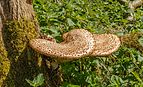 Beekdal Linde Bekhofplas. Een waardevol natuurterrein van Staatsbosbeheer In de provincie Friesland 07.jpg