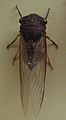 AustralianMuseum cicada specimen 17.JPG