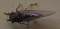 AustralianMuseum cicada specimen 42.JPG