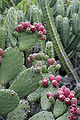 Prickly pears 3.jpg