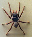 AustralianMuseum spider specimen 05.JPG