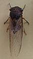 AustralianMuseum cicada specimen 07.JPG