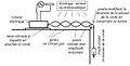 Corde de Melde - dispositif expérimental.jpg