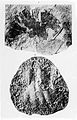 Two illustrations of rock with fossil marks. Wellcome M0001227.jpg
