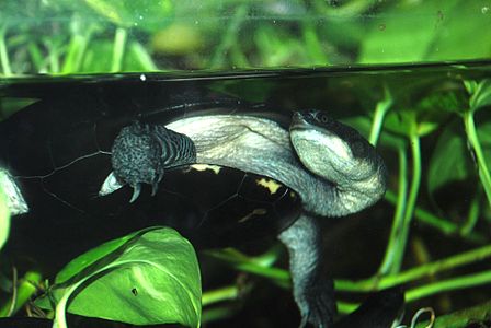 Washington DC Zoo - Chelodina longicollis 1.jpg