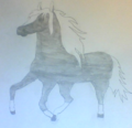 Black and white horse.png