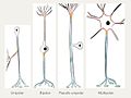 Types of Neurons.jpg