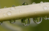 Flower reflections in raindrop.jpg