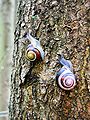 Cepaea nemoralis active pair on tree trunk.jpg