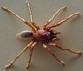 AustralianMuseum spider specimen 36.JPG