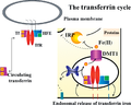 Transferrin cycle.png