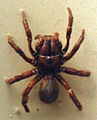 AustralianMuseum spider specimen 06.JPG