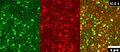 File:Insulin-Regulates-Glut4-Confinement-in-Plasma-Membrane-Clusters-in-Adipose-Cells-pone.0057559.s004.ogv