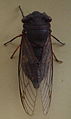 AustralianMuseum cicada specimen 15.JPG