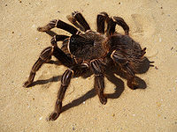 Lasiodora parahybana 2009 G03.jpg