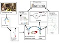 MEDG505 wiki workflow finished.pdf