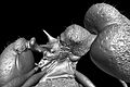 File:Revision-and-Microtomography-of-the-Pheidole-knowlesi-Group-an-Endemic-Ant-Radiation-in-Fiji-pone.0158544.s019.ogv