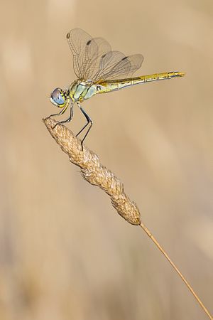 Sympetrum fonscolombii